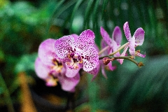 5 care tips for Phalaenopsis Orchid