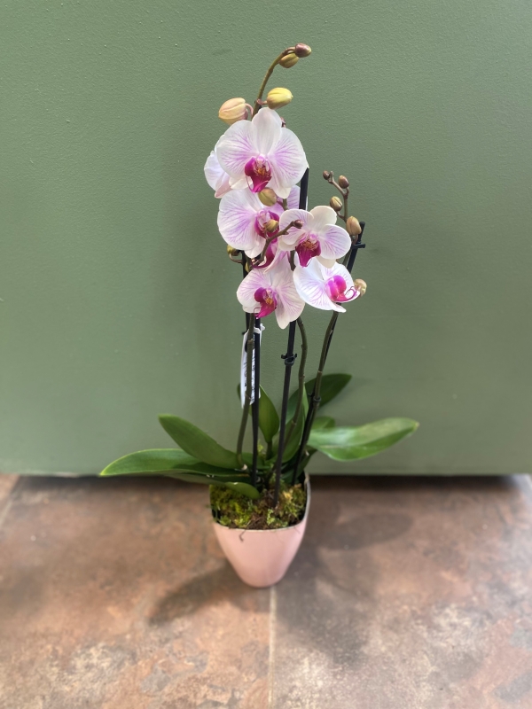 Orchid Plant in Vase