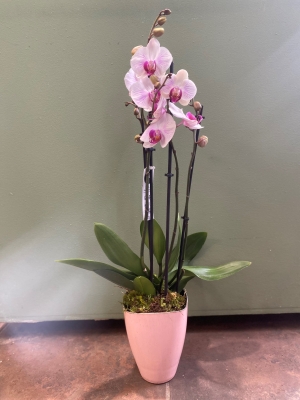 Orchid Plant in Vase
