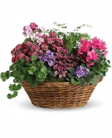 Florist Choice Planted Basket