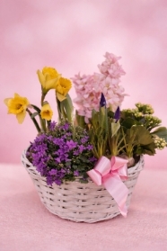 Mothers Day Florist Choice  Spring Planted Basket