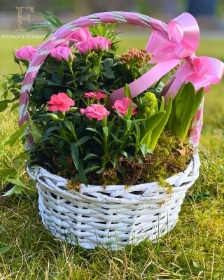 Mothers Day Florist Choice Planted Basket