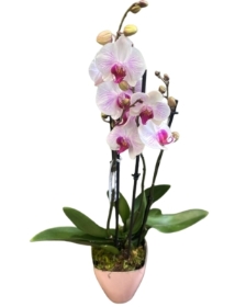 Orchid Plant